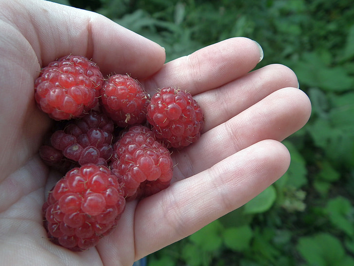 Berry, quả mâm xôi, bàn tay, trái cây, màu đỏ, Ngọt ngào, tươi