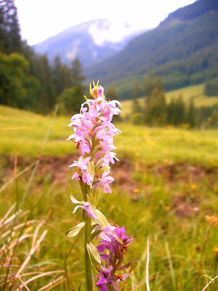 orchid, alpine, hike, nature, mountain hiking, flora