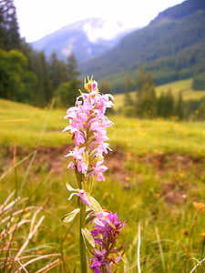 Орхидея, Альпийский, Поход, Природа, горные походы, Флора