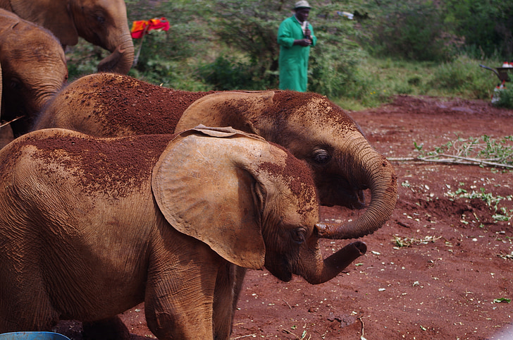 slon, beba, siročad, Kenija, Nairobi