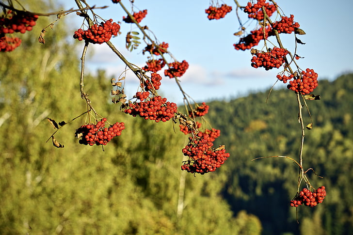 rowan, mountain ash, red fruit