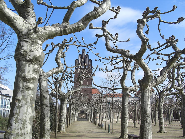 plokštumos medžiai, vestuvių audra, Mathildenhöhe, Darmštatas, medis, Architektūra, bažnyčia