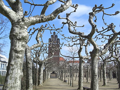 pesawat pohon, pernikahan badai, mathildenhöhe, Darmstadt, pohon, arsitektur, Gereja