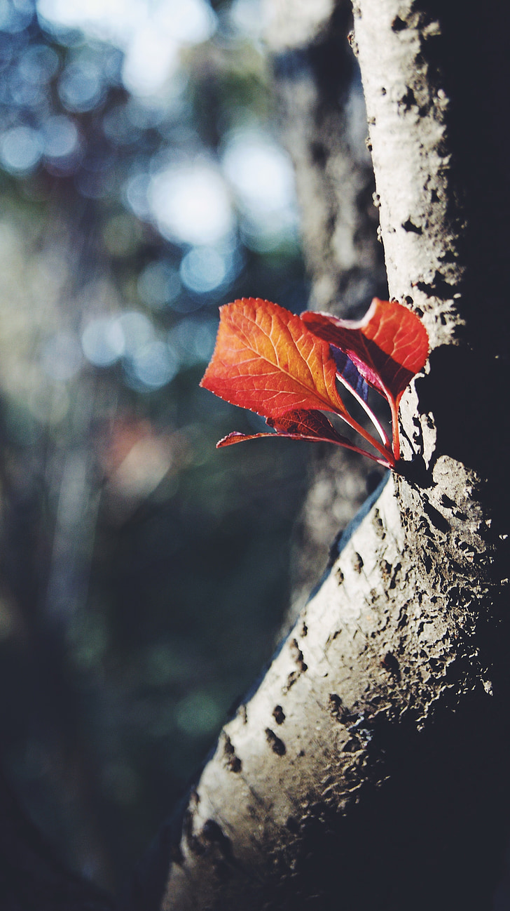 Listovi, crveno lišće, stabla