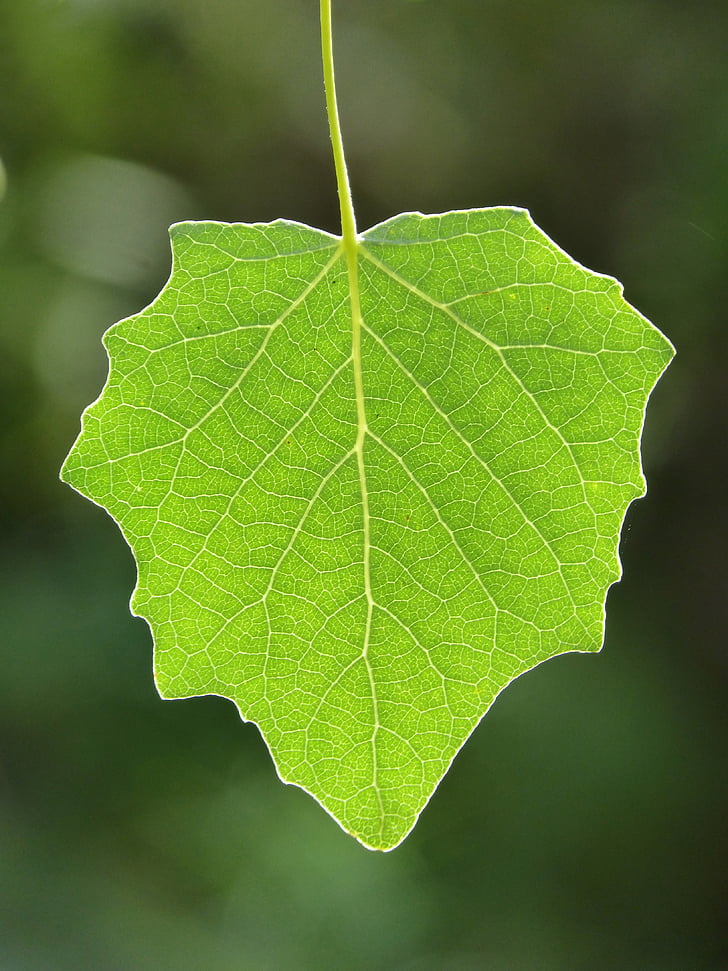 Leaf, Topoľ, priesvitné, ohnisko, vegetácie