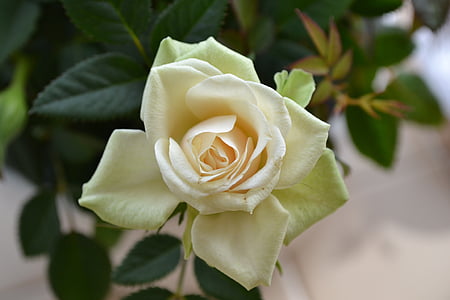 crème rose, perfecte bloom, bloem, steeg, vaste plant, Rosa, Tea rose