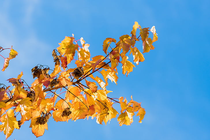 φύλλα, το φθινόπωρο, brunches, ουρανός, μπλε, φθινοπωρινά φύλλα, πτώση
