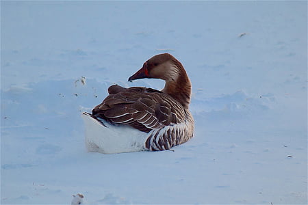 goose, brown, snow, pretty, fluffy, animal, bird