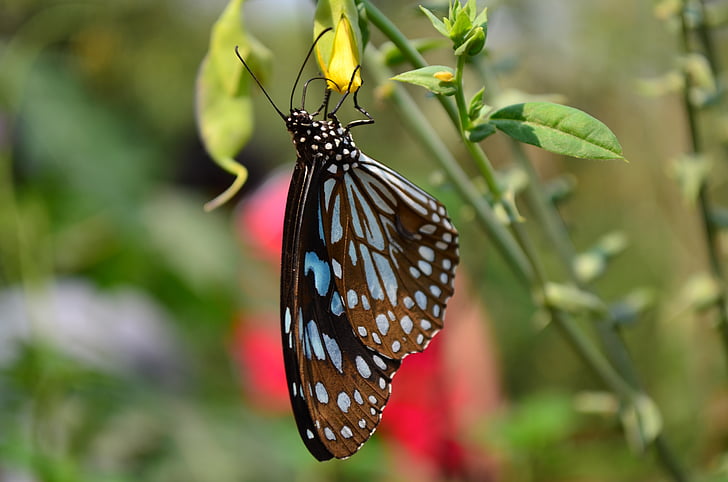 papillon, bleu, Tigre, insecte, faune, assis, fleur