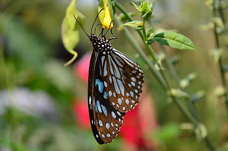 Motyl, niebieski, Tygrys, owad, fauna, siedząc, kwiat