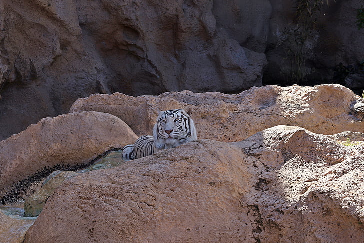 tiger, white tiger, feral cat, predator, animal, rocks, majesty
